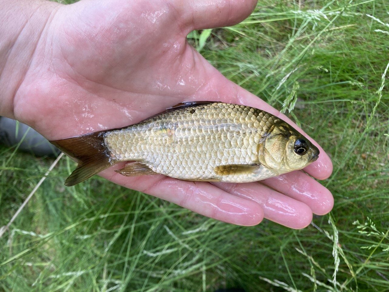 The gibel carp without spot at base of caudal fin.