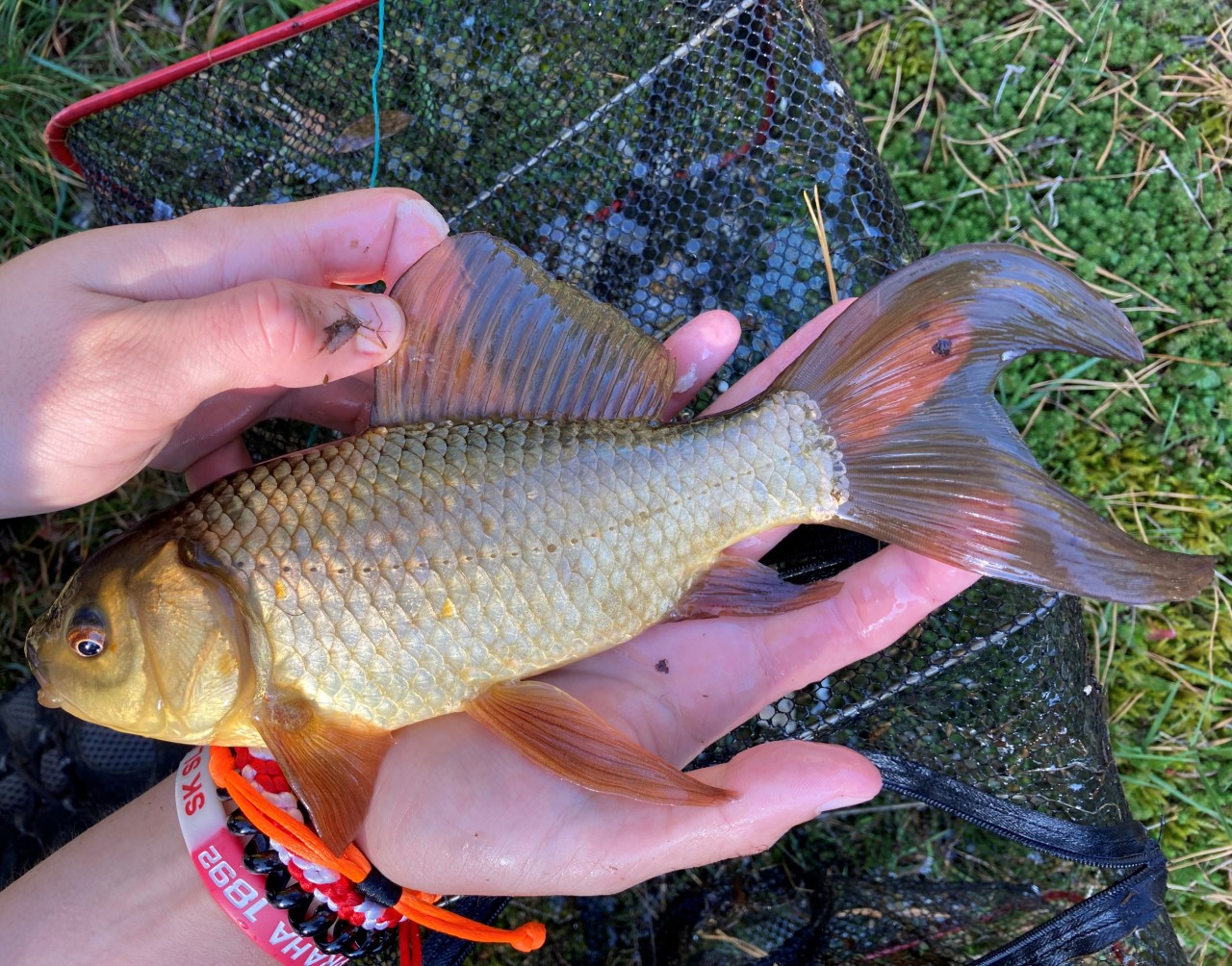 A hybrid between the crucian carp and gold fish.