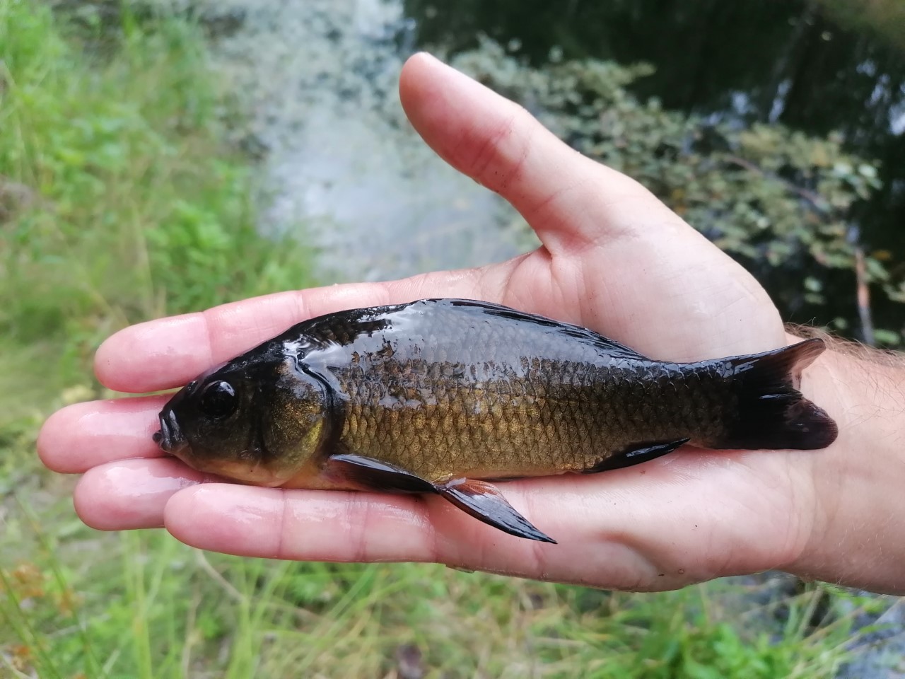 Male common bream